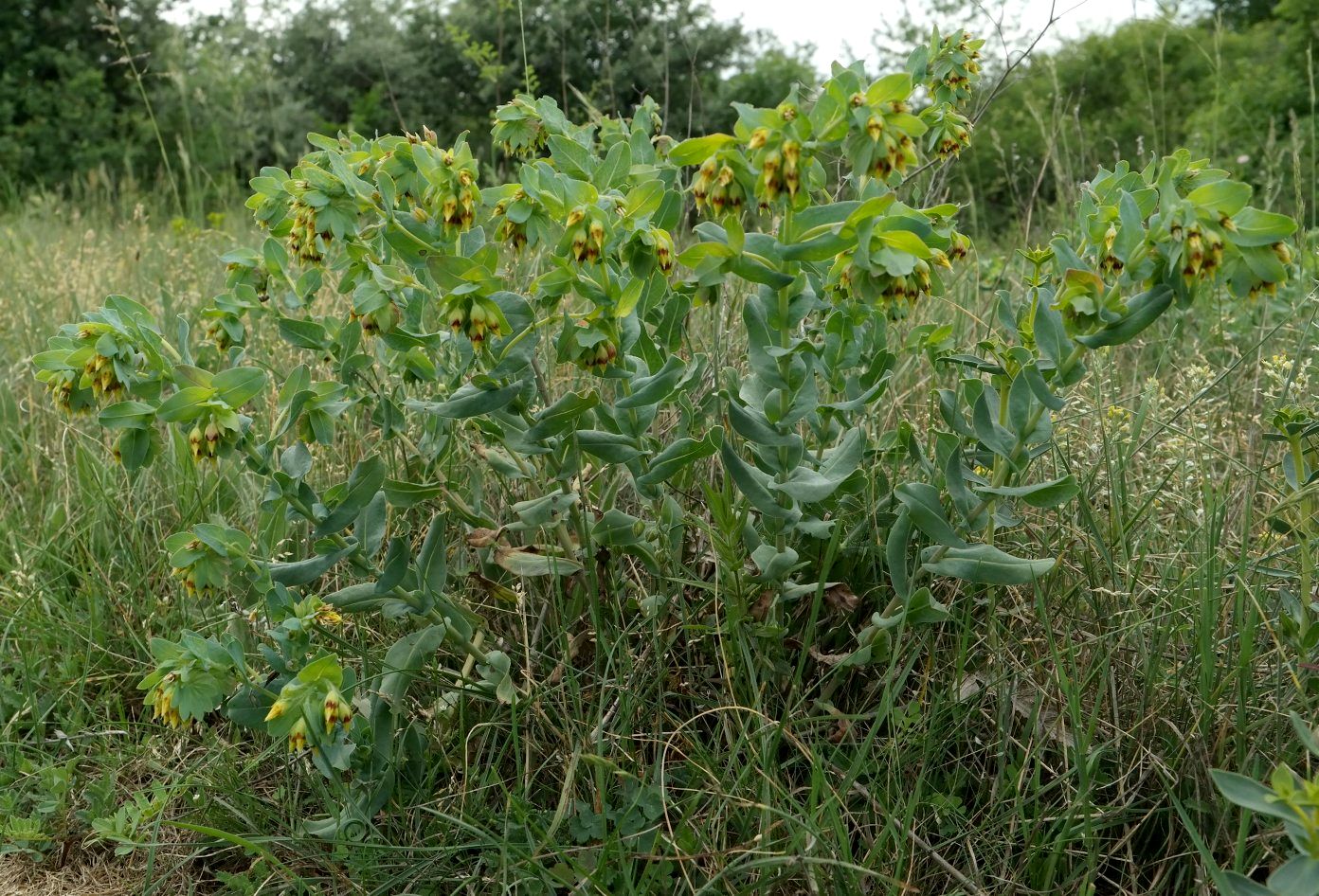 Изображение особи Cerinthe minor.