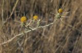 Centaurea solstitialis