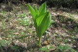 Veratrum lobelianum