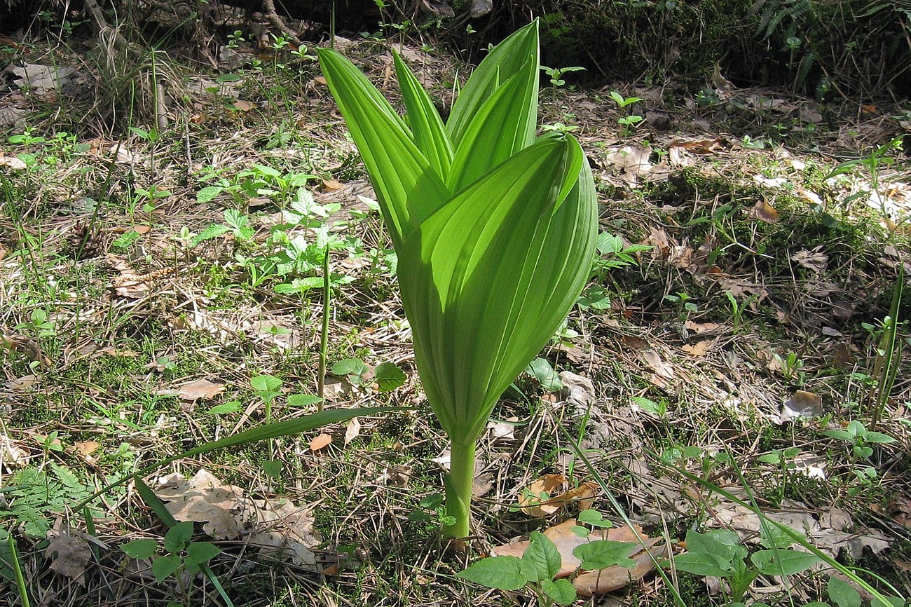 Изображение особи Veratrum lobelianum.