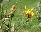 Crepis sibirica