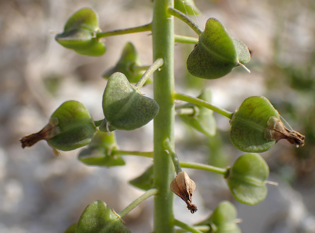 Изображение особи Leopoldia comosa.