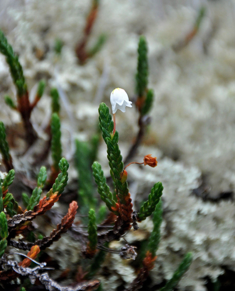 Изображение особи Cassiope tetragona.