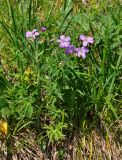 Geranium pseudosibiricum. Цветущее растение. Алтай, Катунский хребет, долина р. Куйгук, ≈ 2000 м н.у.м., субальпийский луг. 05.07.2018.