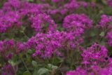 Silene armeria