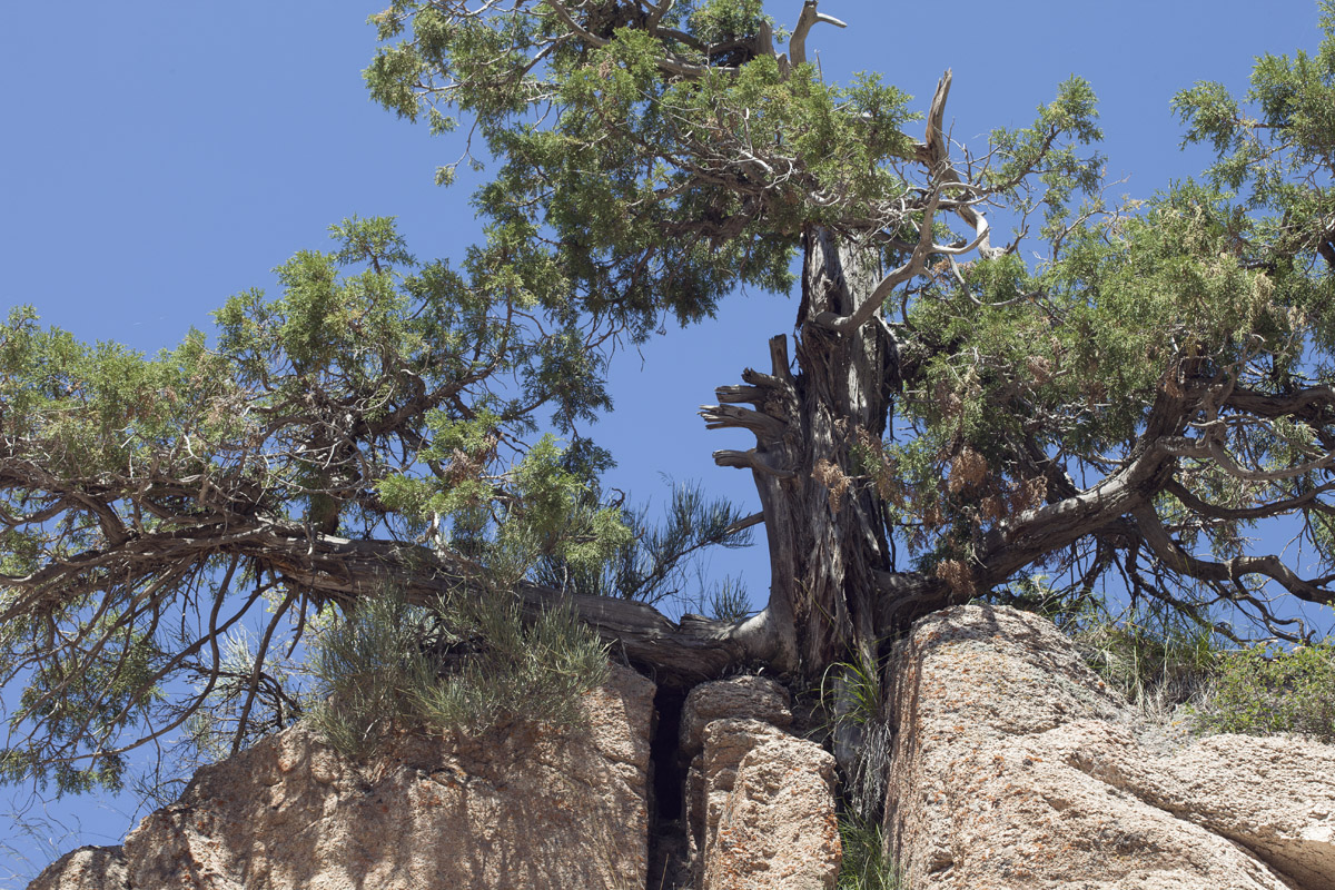 Изображение особи Juniperus seravschanica.