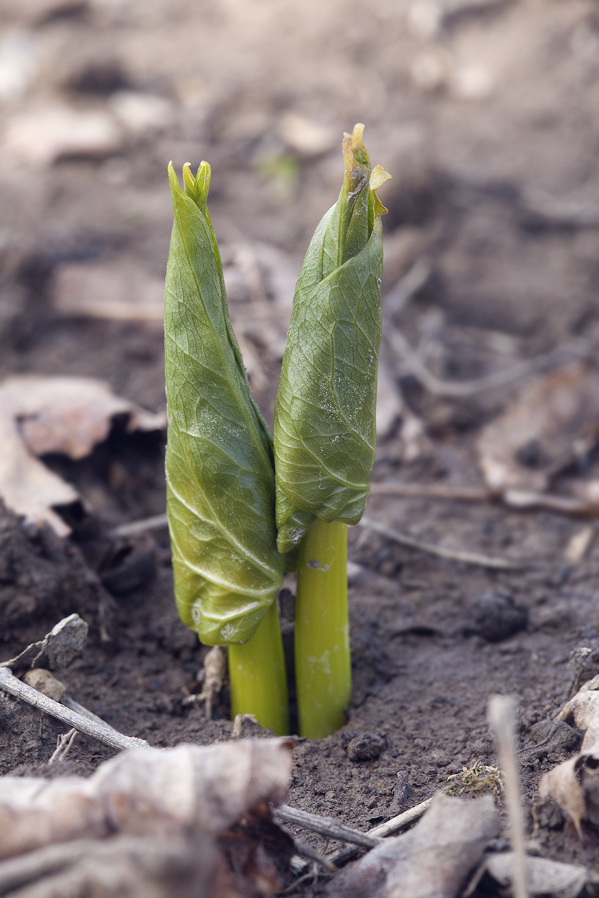 Изображение особи Trillium camschatcense.