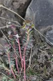 Euphorbia armena. Расцветающее растение. Турция, ил Агры, подножие горы Арарат, окраина поселка. 19.04.2019.