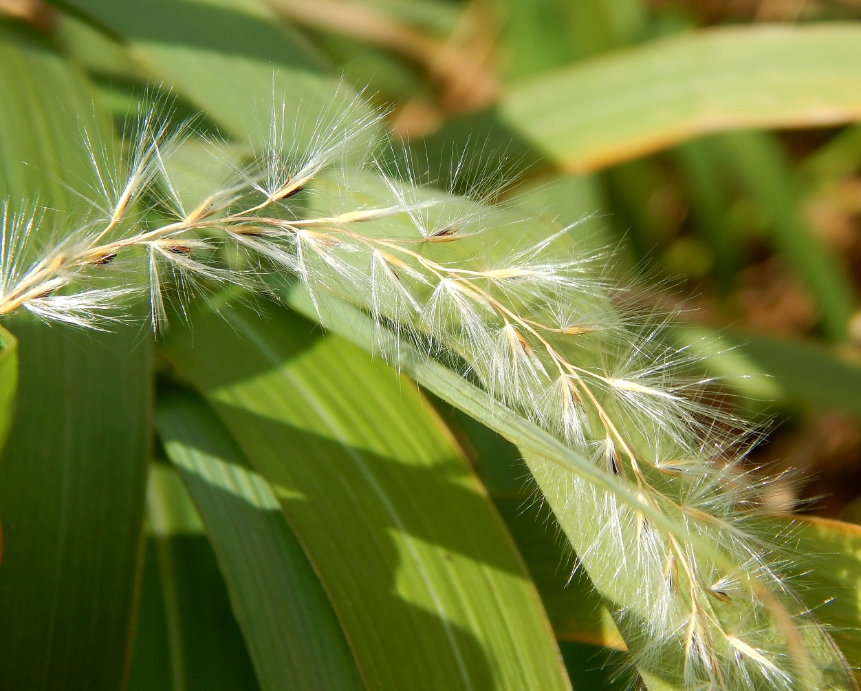 Изображение особи род Miscanthus.