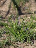 Hyacinthus orientalis