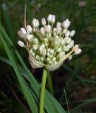 Allium pallens ssp. coppoleri