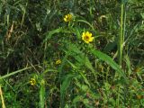 Bidens variety radiata