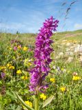 Dactylorhiza euxina. Верхушка побега с соцветием. Адыгея, Кавказский биосферный заповедник, склон горы Абадзеш, ≈ 2200 м н.у.м., альпийский луг. 28.06.2015.