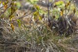 Eriophorum vaginatum. Цветущее растение. Ленинградская обл., Лужский р-н, окр. оз. Бахманское, окраина болота Машутинский Мох на границе с сосновым бором. 01.05.2021.