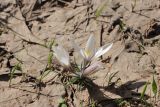 Crocus alatavicus