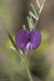 Vicia peregrina. Цветок. Крым, Бахчисарайский р-н, окр. пгт Куйбышево, склон каменистого холма. 12.05.2022.