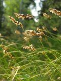 Carex colchica