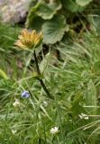 Gentiana punctata