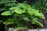 Petasites hybridus