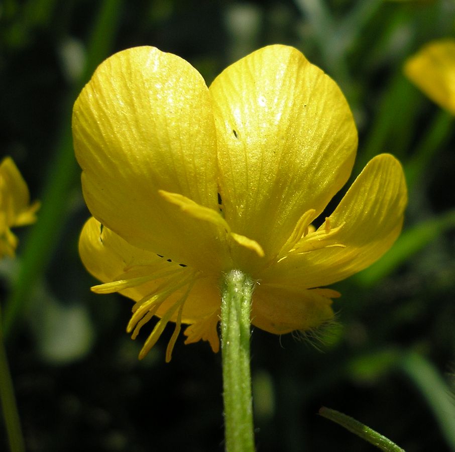 Изображение особи Ranunculus polyanthemos.