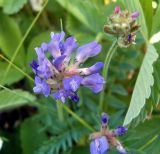 Astragalus danicus