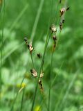 Juncus atrofuscus