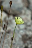 Papaver lapponicum. Цветок и плоды. Мурманская обл., Кольский п-ов, Хибины, долина между массивом Кукисвумчорр и пиком Марченко, к востоку от хр. Пачвумчорр. 03.08.2012.