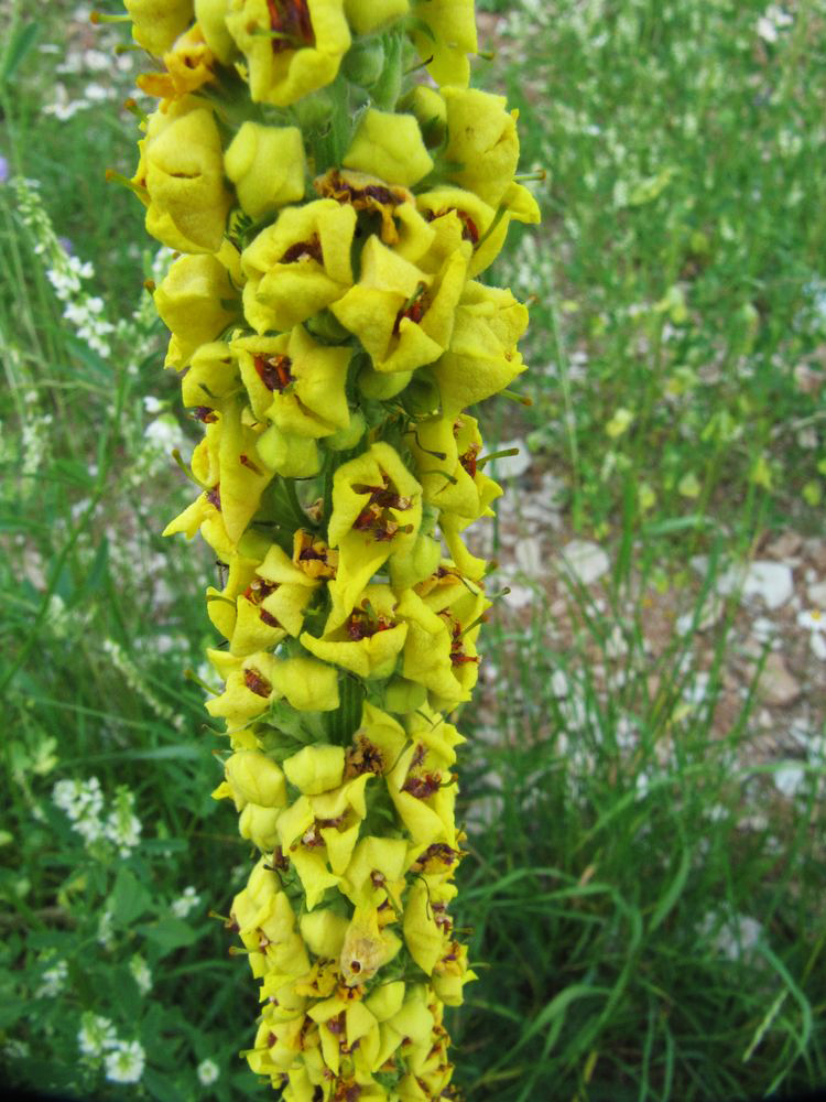 Изображение особи Verbascum nigrum.