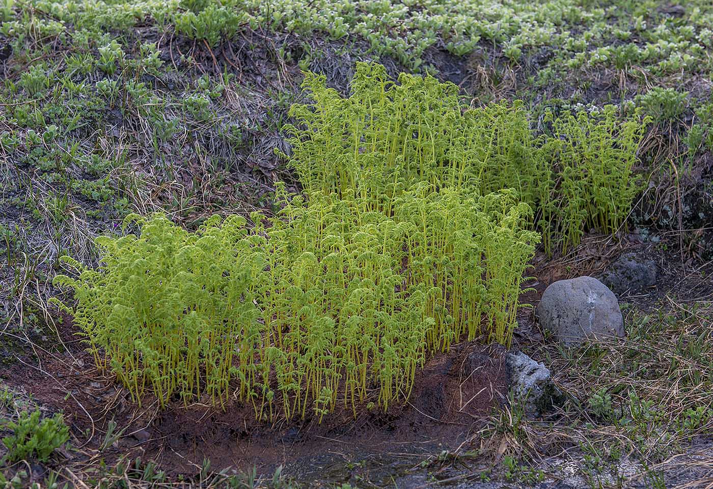 Image of Athyrium americanum specimen.