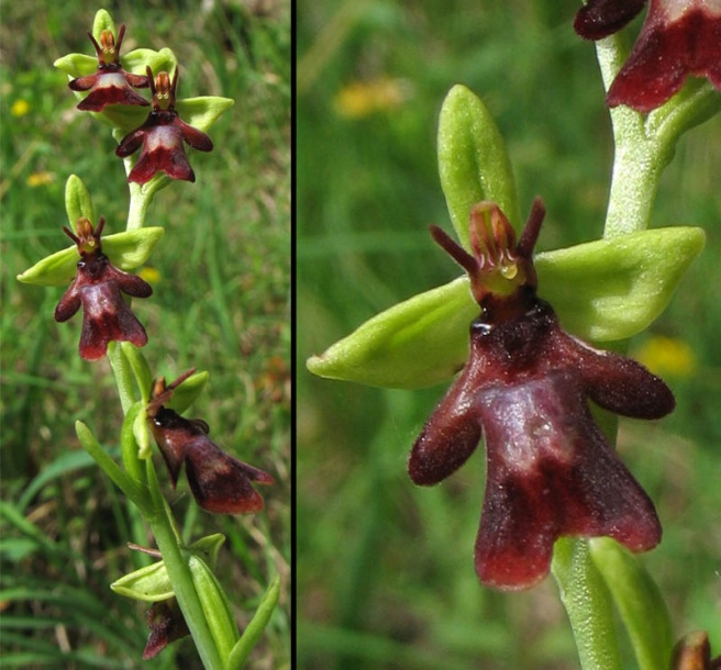 Изображение особи Ophrys insectifera.