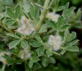 Chamaecytisus supinus