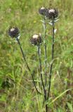 Carlina intermedia