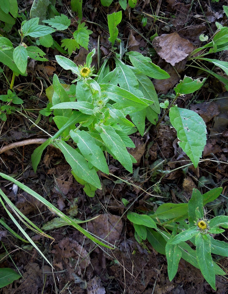 Изображение особи Inula britannica.