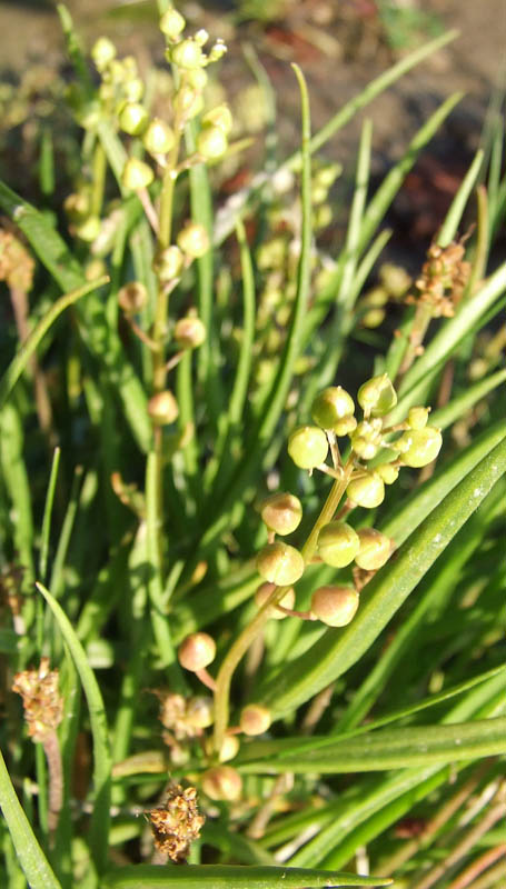 Изображение особи Cochlearia officinalis ssp. norvegica.