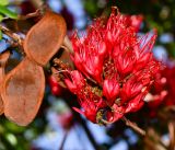 Schotia brachypetala