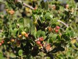 Arctostaphylos rudis. Ветвь с плодами. США, Калифорния, Санта-Барбара, ботанический сад. 18.02.2014.
