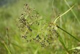 Scirpus sylvaticus. Верхушка отцветающего растения. Архангельская обл., Вельский р-н, окр. пос. Усть-Шоноша, берег р. Вель. 08.07.2010.