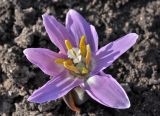 Erythronium sibiricum