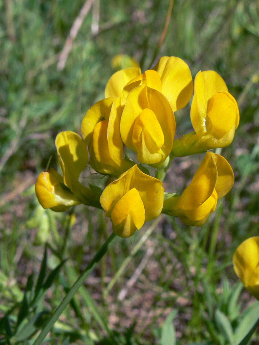 Изображение особи Lathyrus pratensis.