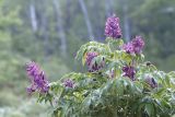 Corydalis gigantea