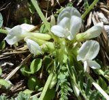 Astragalus chionanthus