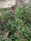 Thymus markhotensis