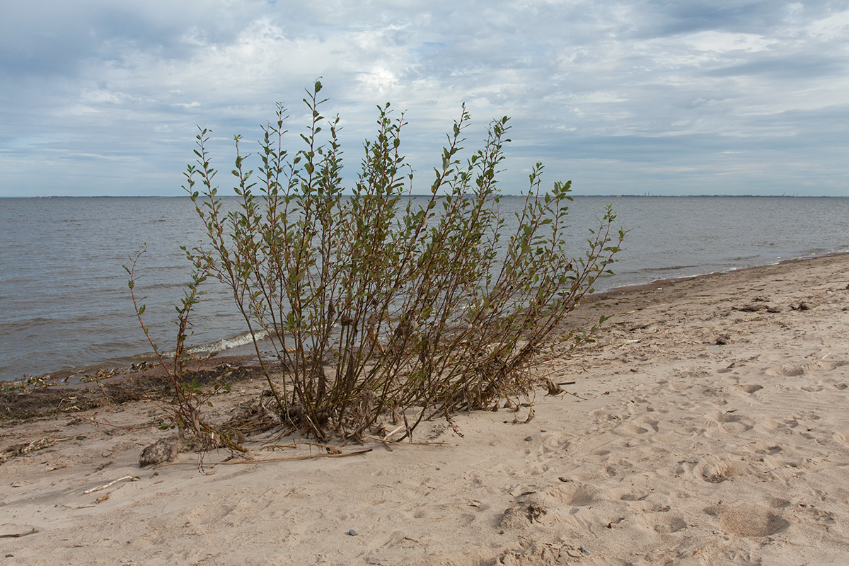 Изображение особи Salix phylicifolia.