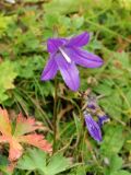 род Campanula