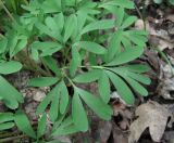 Corydalis caucasica. Лист. Краснодарский край, Абинский р-н, окр. пос. Ахтырский, лес. 28.03.2016.