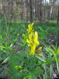 Genista tinctoria. Верхушка цветущего растения. Кировская обл., Яранский р-н, окр. с. Лум, край соснового леса вдоль дороги. 23.06.2015.