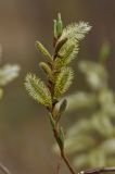 Salix siuzewii