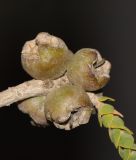 Melaleuca cardiophylla