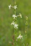 Silene tatarica