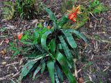 Aechmea chantinii. Цветущее растение. Малайзия, о-в Калимантан, г. Кучинг, ботанический сад. 12.05.2017.